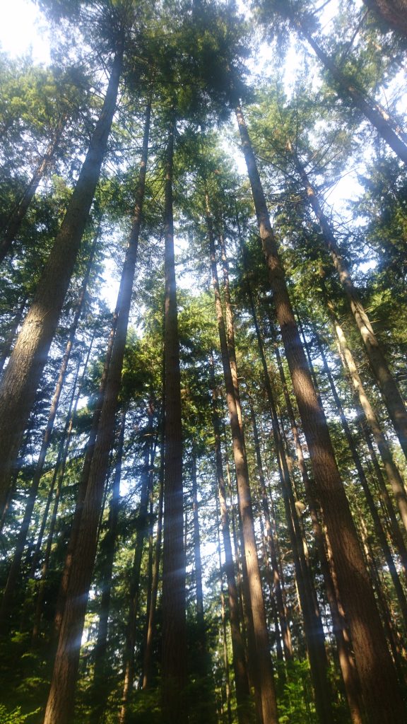 Vancouver Pacific Spirit Park - Vancouver