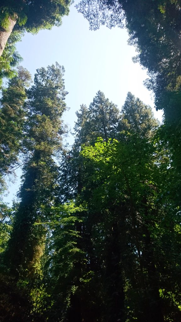 Vancouver UBC Garden
