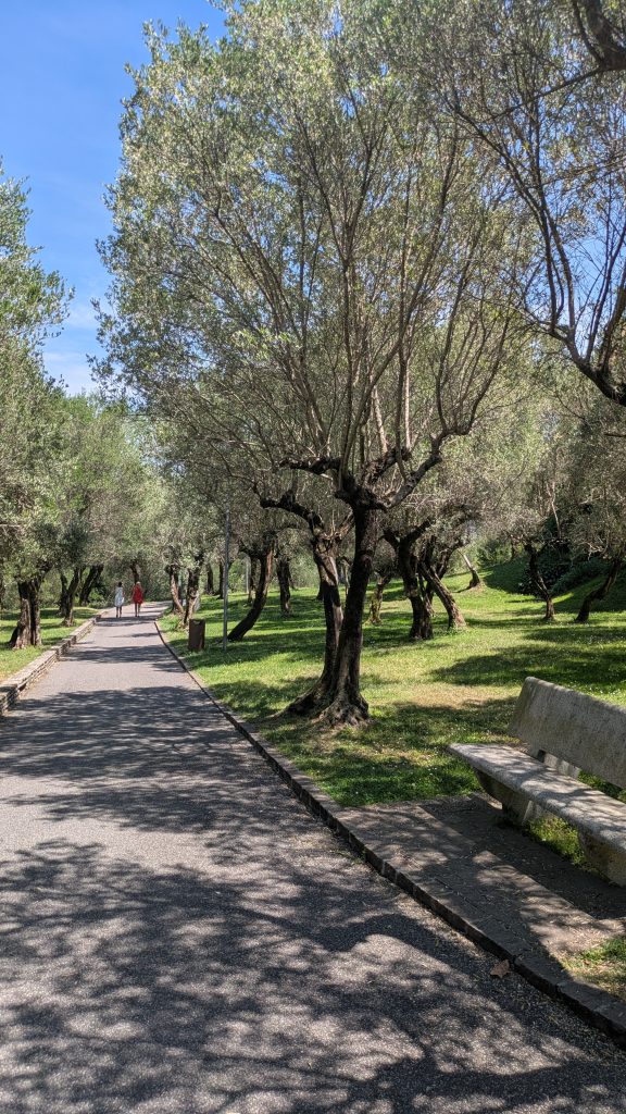 Lac de Garde Sirmione - oliviers - lac de garde