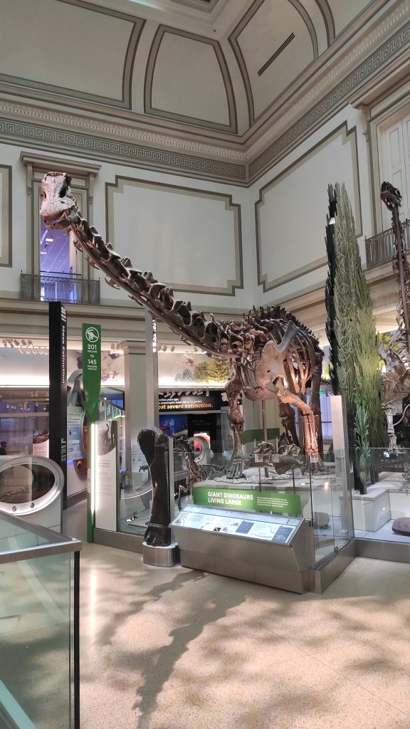 National Museum of American History - squelette dynosaure