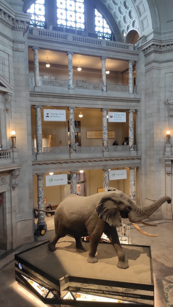 National Museum of American History - éléphant